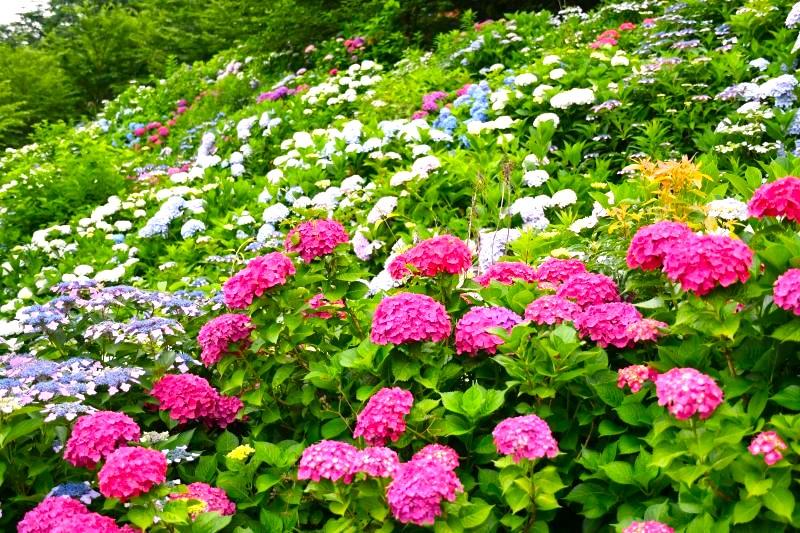 金山アジサイ園